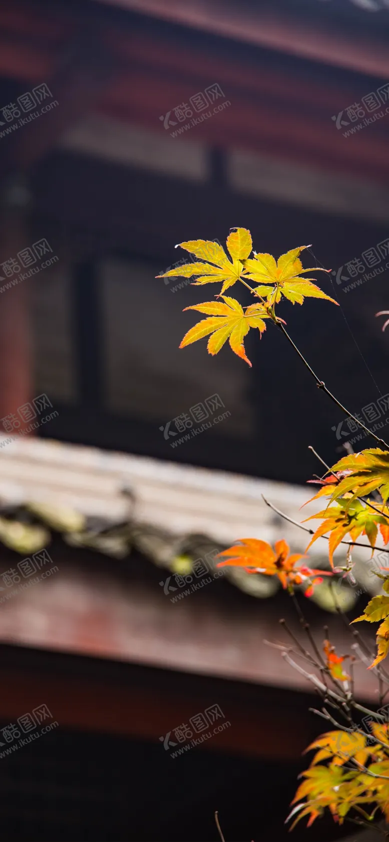 编号：10233807061850183418【酷图网】源文件下载-手机壁纸