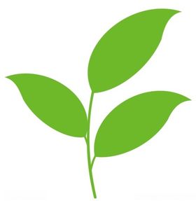 叶子上拾叁