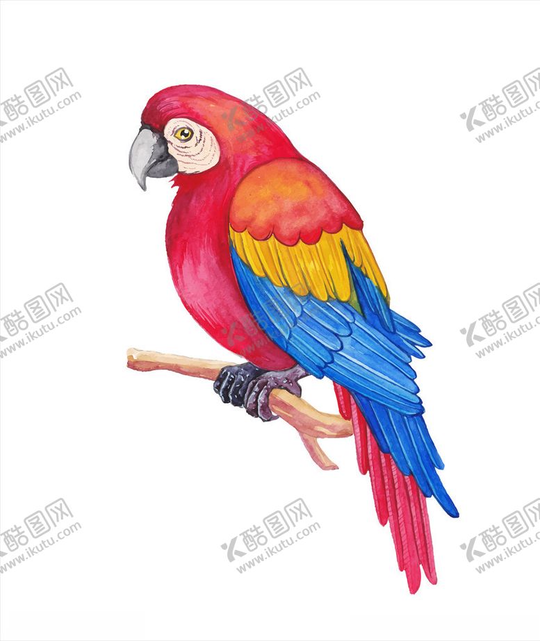 编号：17684509090634136349【酷图网】源文件下载-鹦鹉