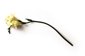 花枝