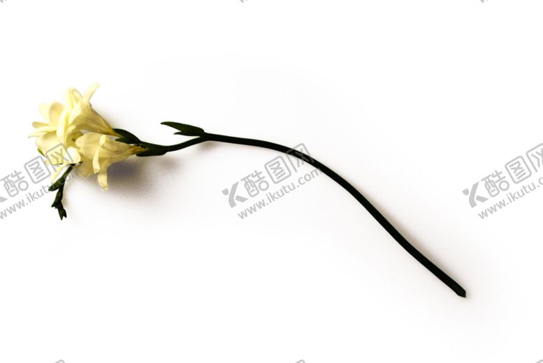 编号：11472709172132156381【酷图网】源文件下载-花枝