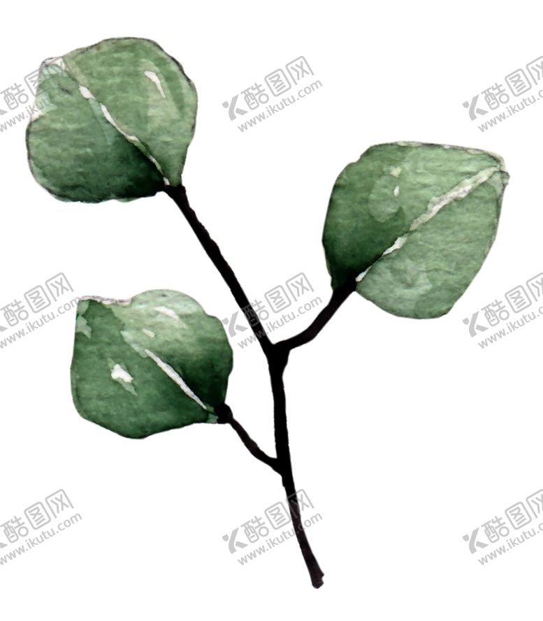 编号：66200702051502372281【酷图网】源文件下载-水彩植物
