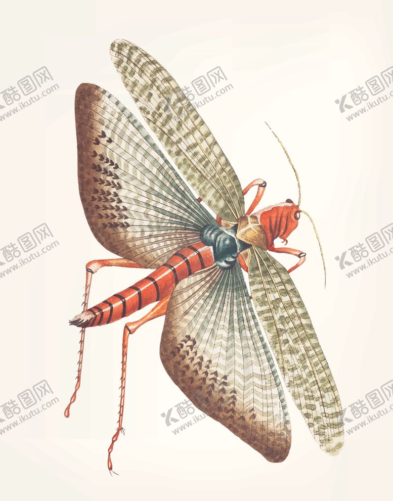 编号：82315109201047326622【酷图网】源文件下载-昆虫
