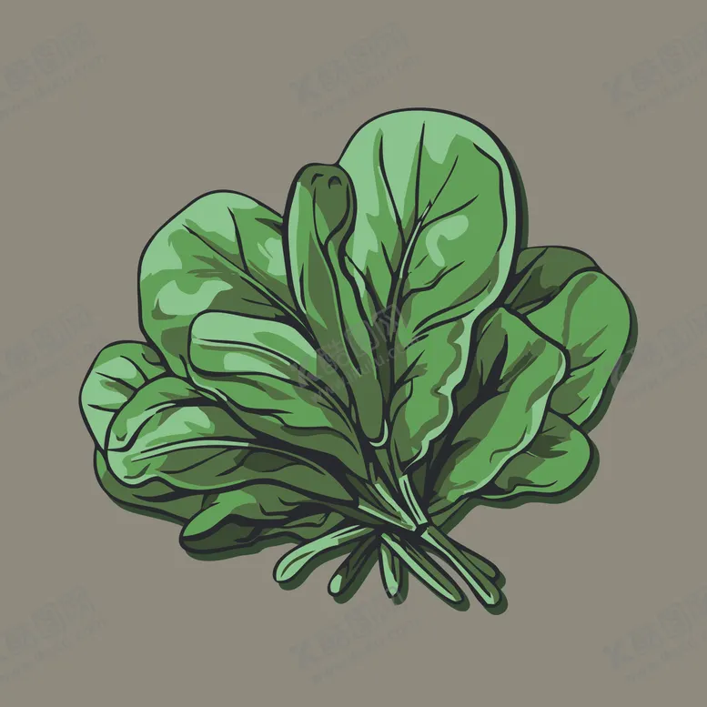 编号：35901702040416449068【酷图网】源文件下载-菠菜蔬菜手绘矢量插画