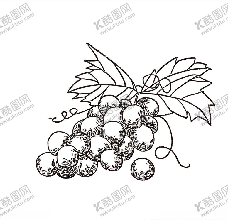 编号：84723510031103167755【酷图网】源文件下载-葡萄
