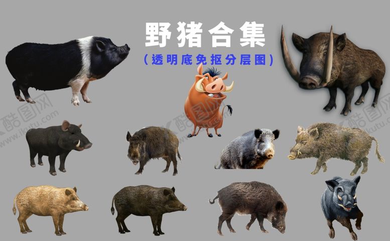 编号：69860403280618586031【酷图网】源文件下载-野猪