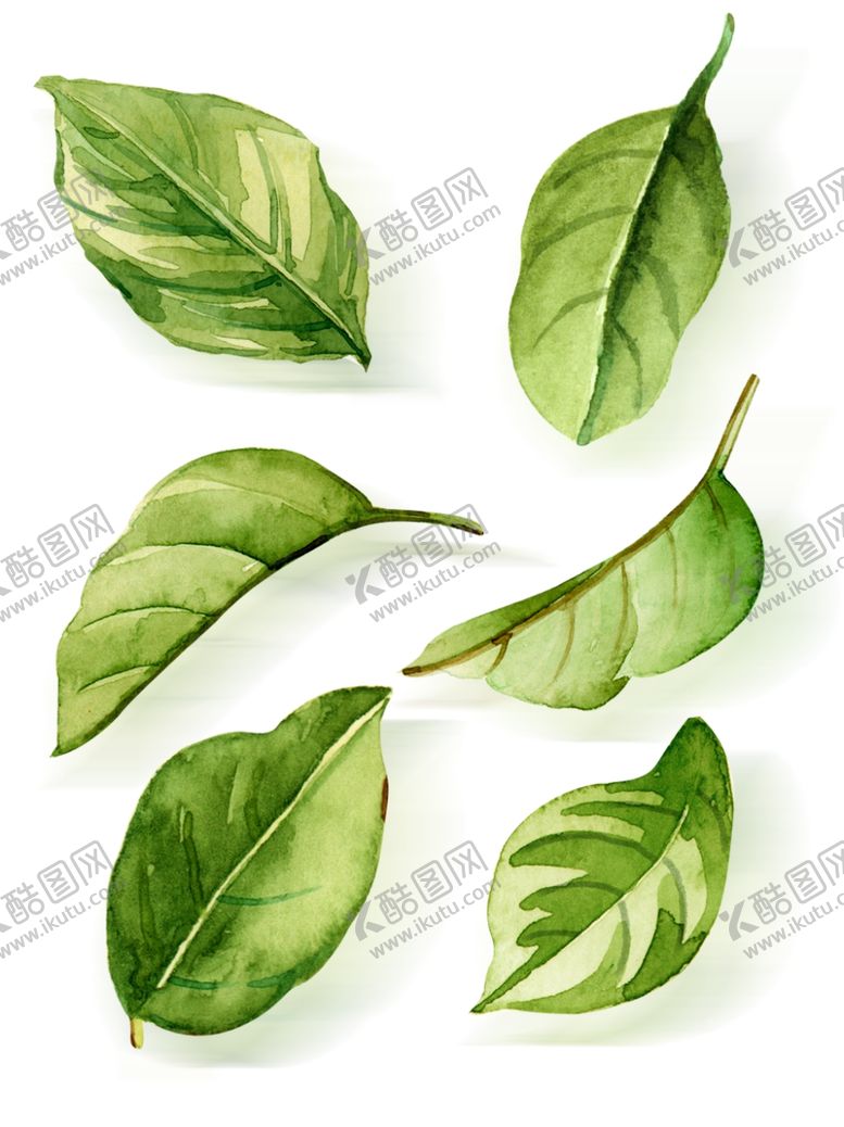 编号：62357709290248533584【酷图网】源文件下载-手绘叶子