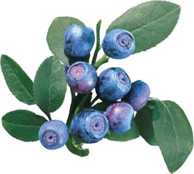 蓝莓