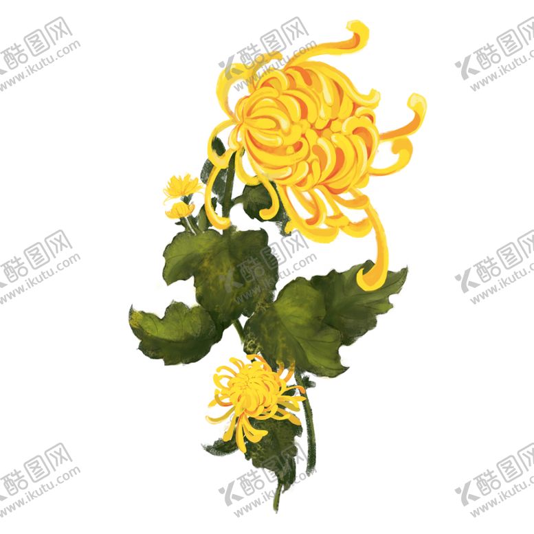 编号：49545809131620398103【酷图网】源文件下载-菊花素材