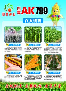 SAK799大蒜种植宣传页