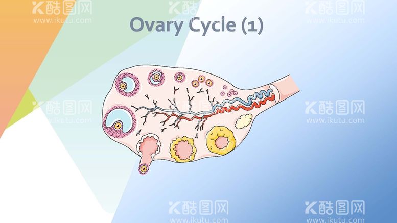 编号：25878012211755405056【酷图网】源文件下载-卵巢周期