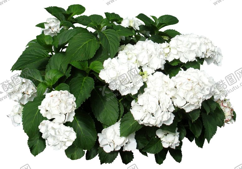 编号：58007610200512474147【酷图网】源文件下载-免扣花卉植物素材