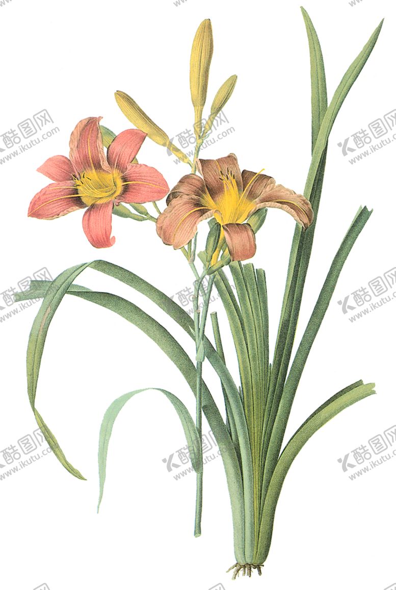 编号：32148607140500529134【酷图网】源文件下载-植物花卉油画装饰画