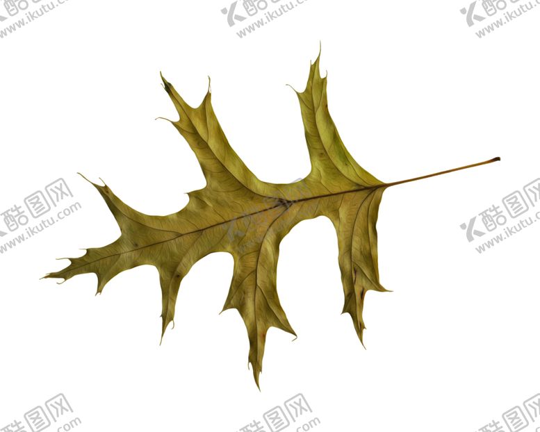编号：48603309201541054973【酷图网】源文件下载-树叶