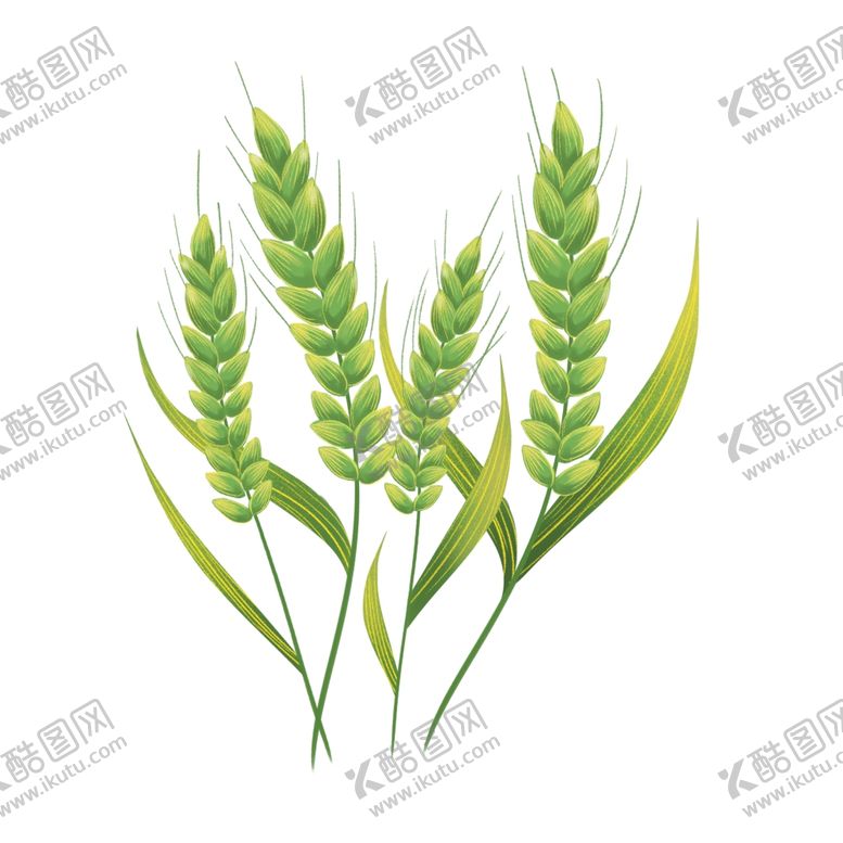 编号：25971807140942474395【酷图网】源文件下载-青苗小麦麦穗芒种插画海报合成