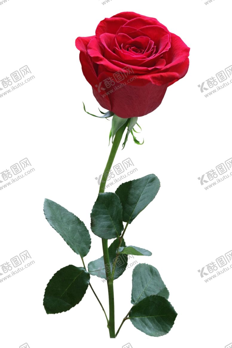 编号：46872609231322542136【酷图网】源文件下载-玫瑰