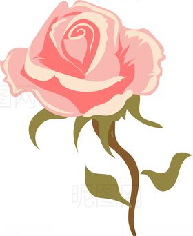 玫瑰