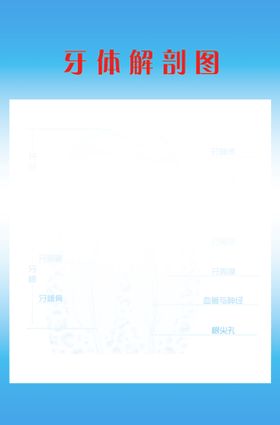 牙齿结构图
