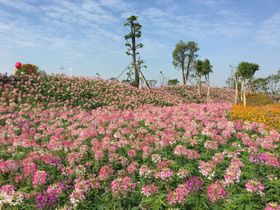 花海醉蝶花