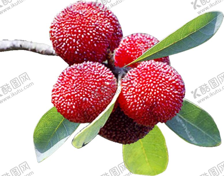 编号：50397709141827459048【酷图网】源文件下载-水果