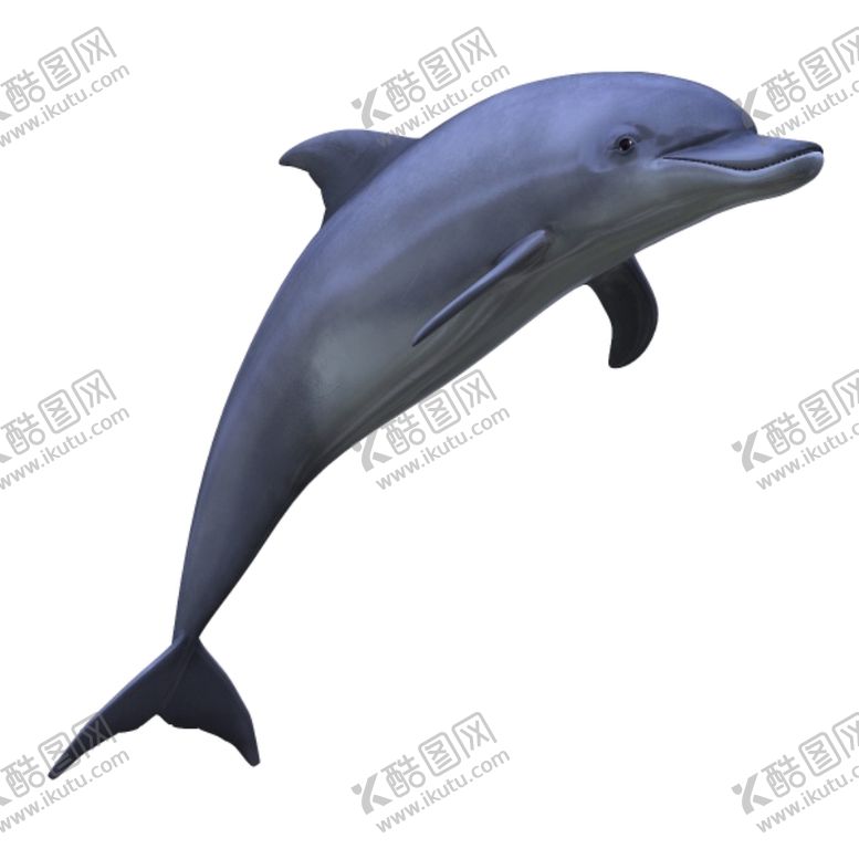 编号：70519007041222451372【酷图网】源文件下载-海豚