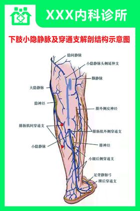 下肢静脉