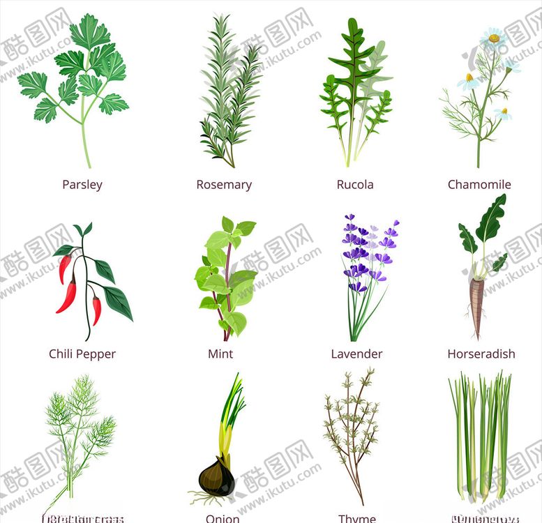 编号：70212110010105535782【酷图网】源文件下载-各类蔬菜插画