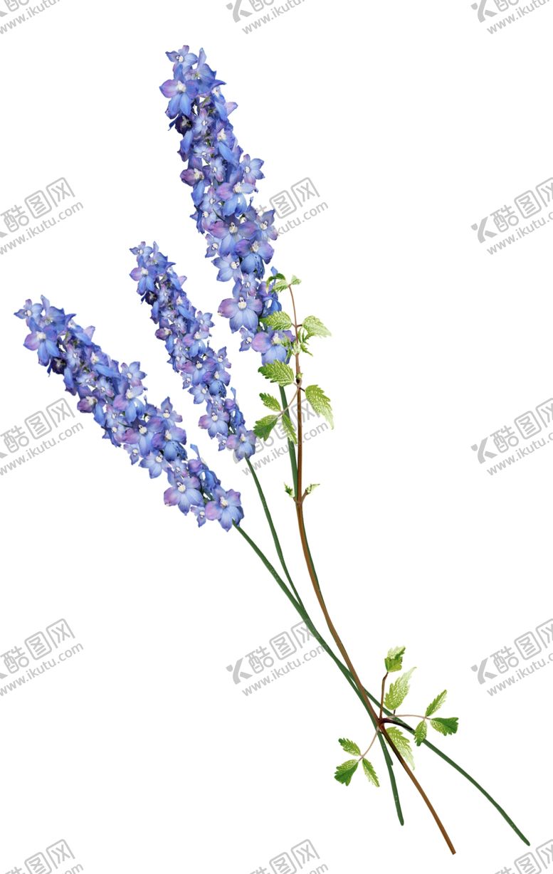 编号：85117709261653082415【酷图网】源文件下载-薰衣草