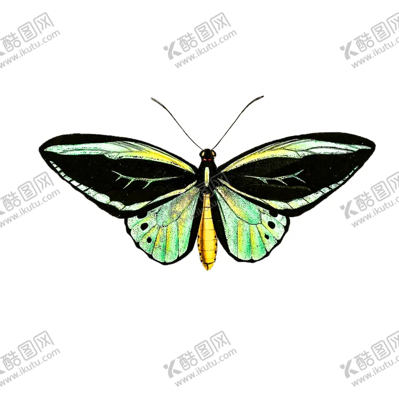 编号：93869305040855119179【酷图网】源文件下载-蝴蝶透明PNG免扣