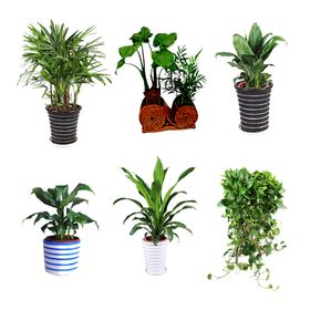 绿色植物
