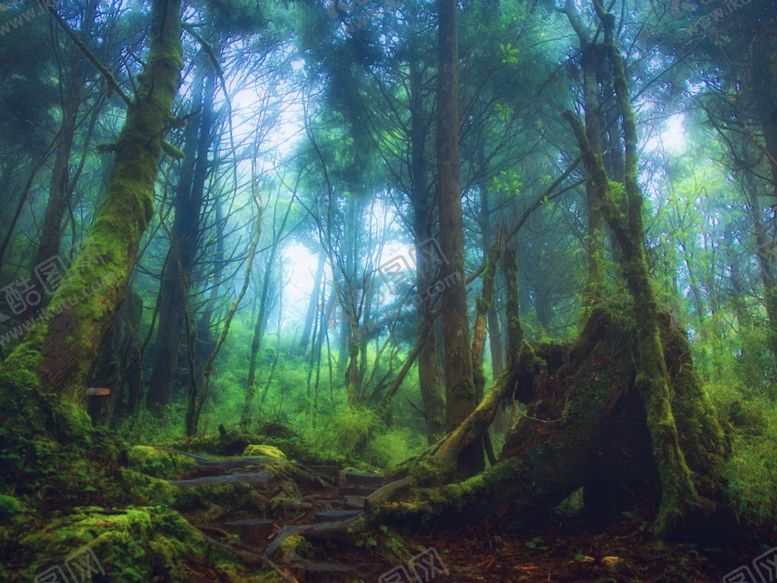 编号：43075209291508148010【酷图网】源文件下载-森林