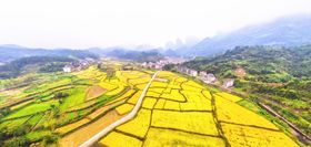 广丰嵩峰秋收