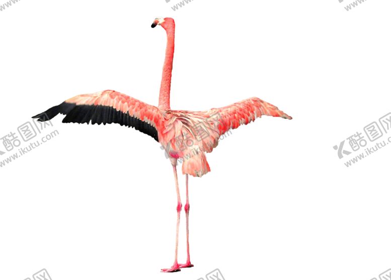 编号：34517310060448244770【酷图网】源文件下载-火烈鸟