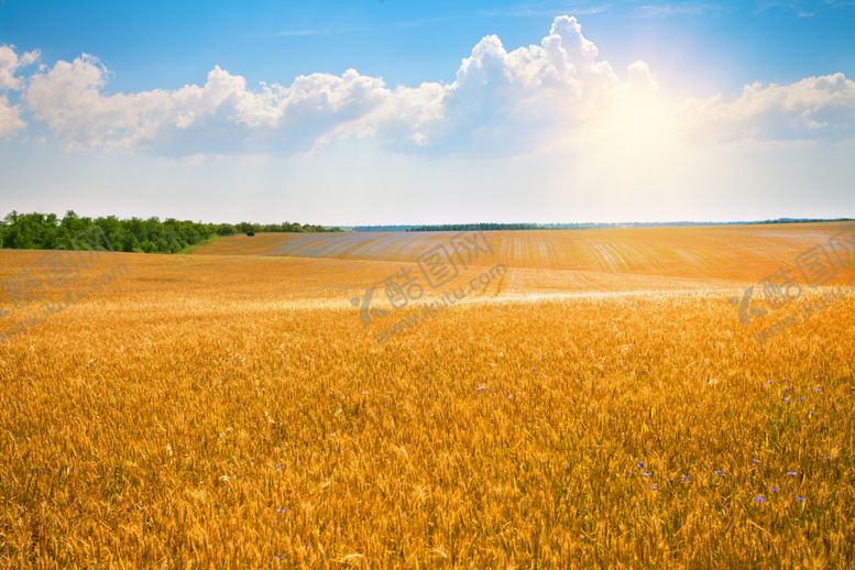 编号：92749609270206302330【酷图网】源文件下载-麦田