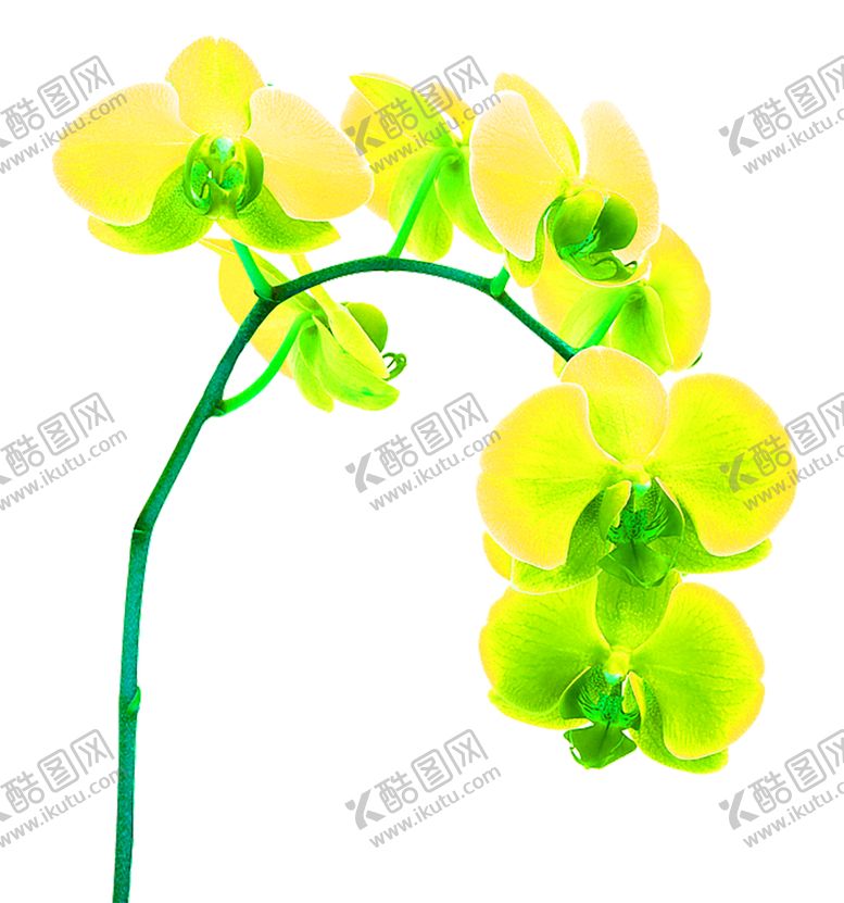 编号：60462906272301494081【酷图网】源文件下载-花素材