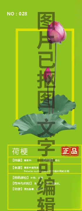 荷梗