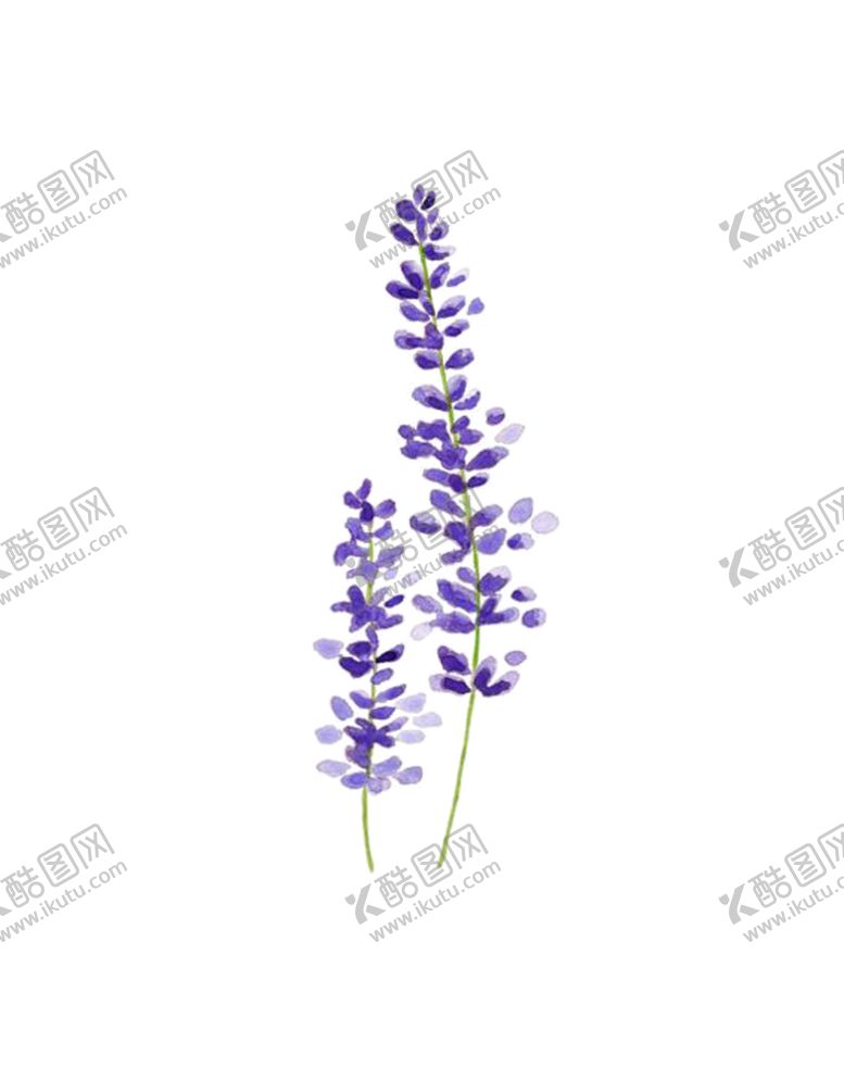 编号：82340909171932158651【酷图网】源文件下载-熏衣草