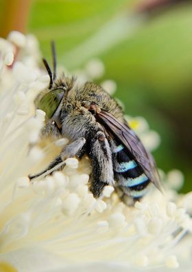 蜜蜂