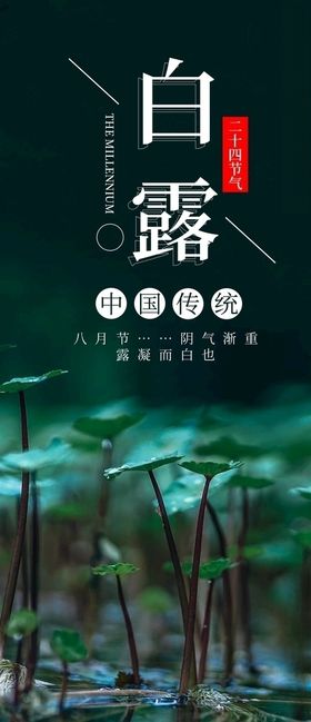 白露海报节气微信稿节日海报
