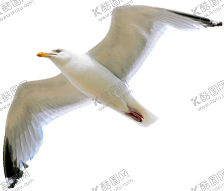 编号：82553404071547042790【酷图网】源文件下载-海鸥