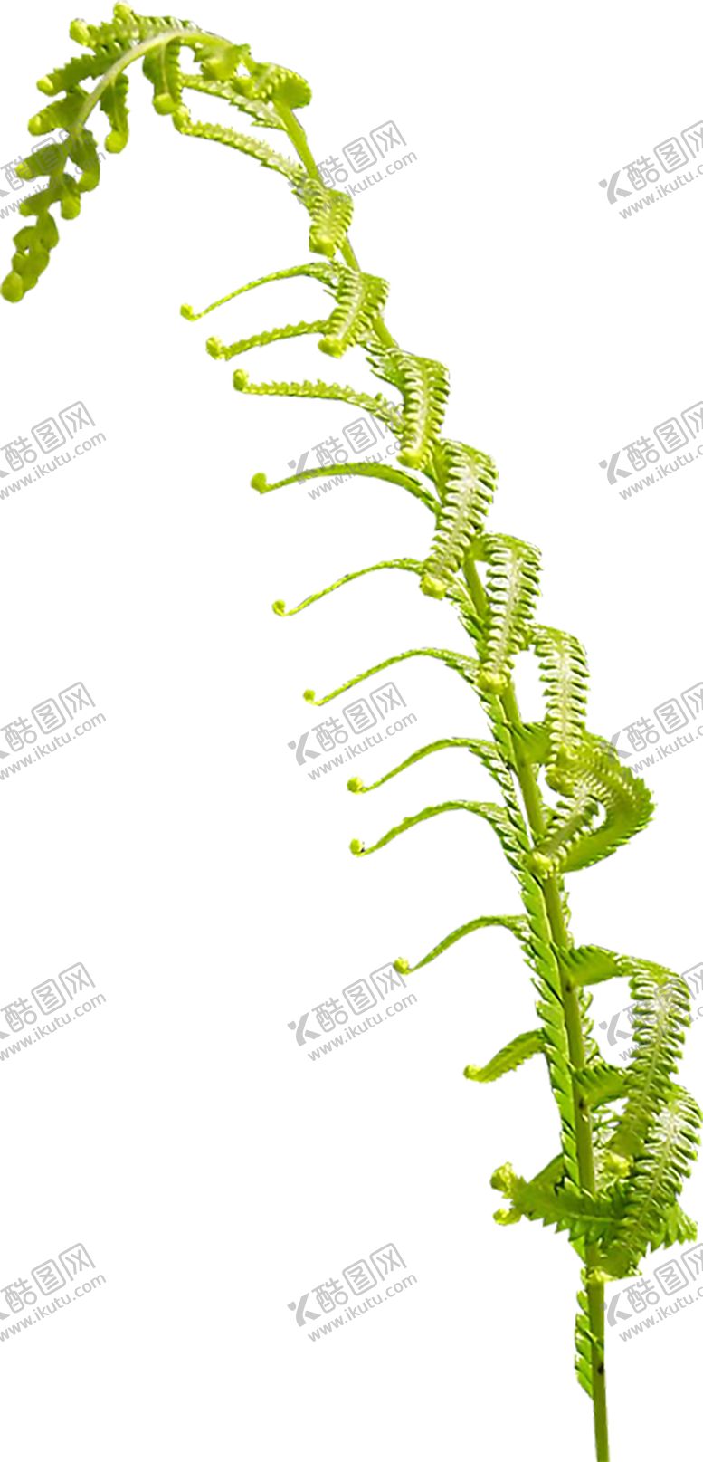 编号：58532309221123196690【酷图网】源文件下载-绿色装饰