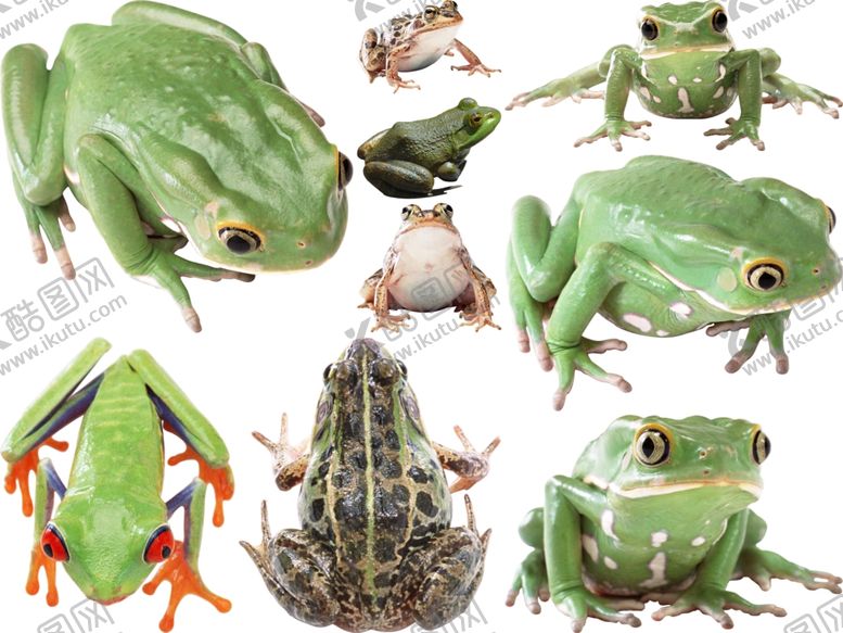 编号：69358309190549029612【酷图网】源文件下载-青蛙png免扣高清素材