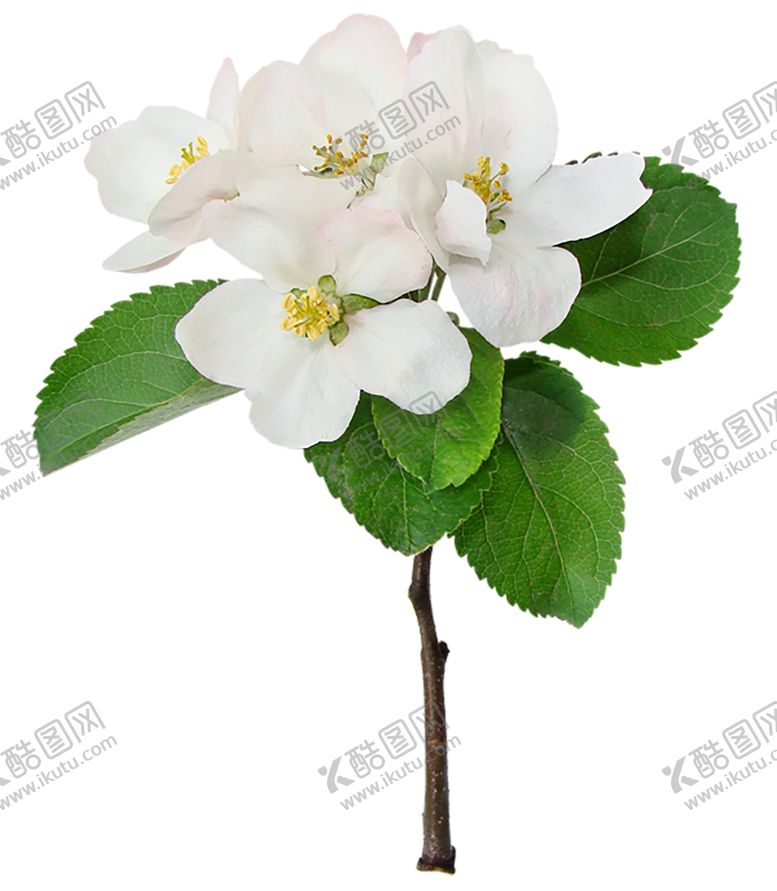编号：68293806290846148617【酷图网】源文件下载-鲜花素材