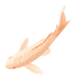 鲤鱼插画图案