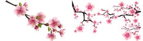 樱花png免扣高清素材