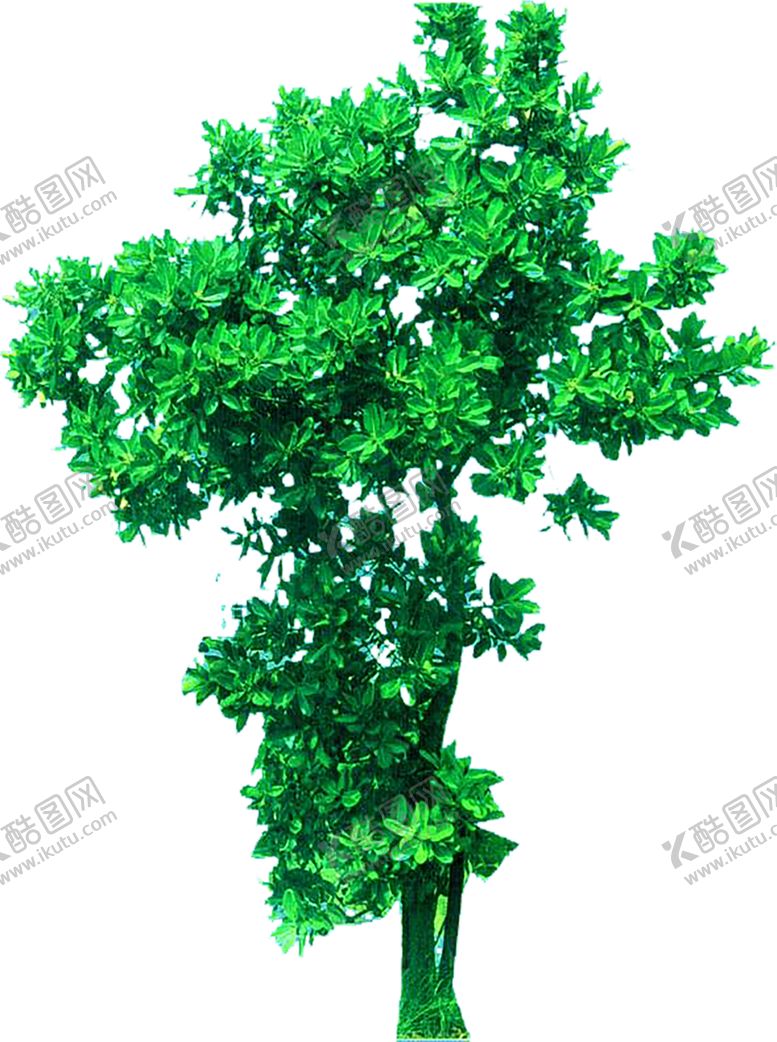 编号：84186510242122012637【酷图网】源文件下载-植物