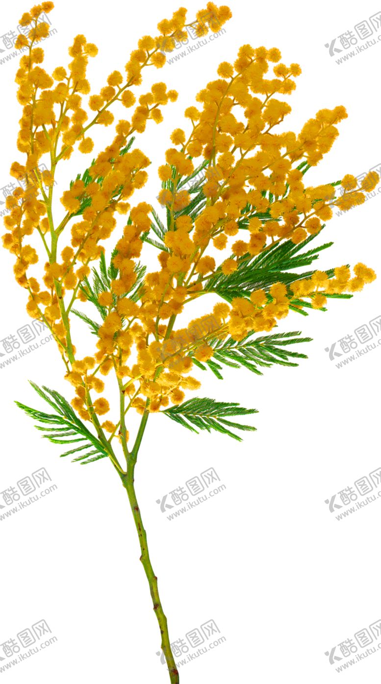 编号：49968905111842019175【酷图网】源文件下载-鲜花装饰