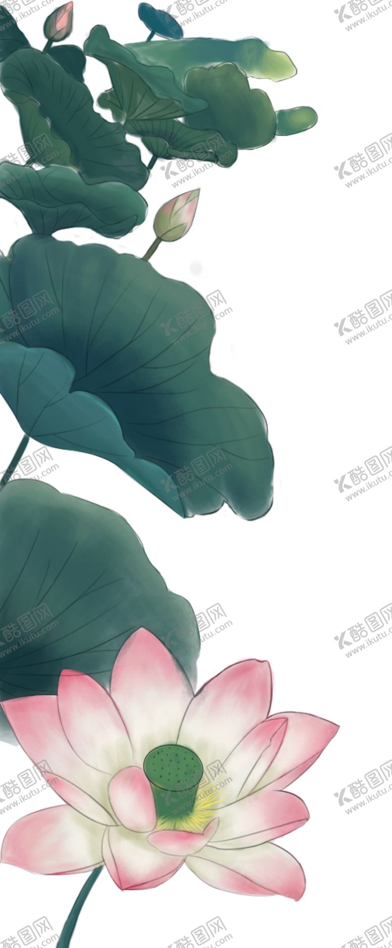 编号：39332409250800517308【酷图网】源文件下载-荷花荷叶