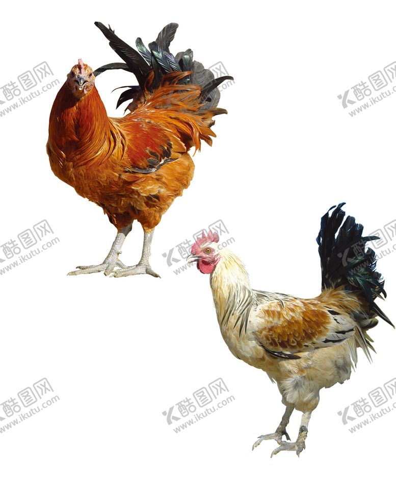 编号：90618509262000361563【酷图网】源文件下载-公鸡