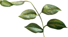 手绘花卉园林艺术浪漫温馨淡彩枝园艺